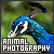 Animal Photography